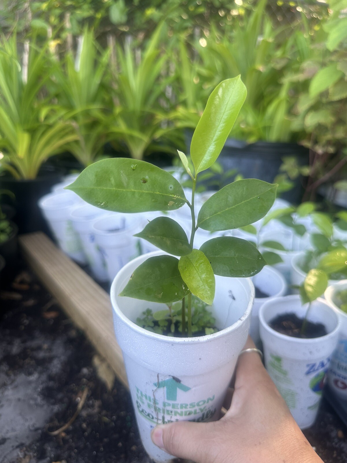Annona Muricata Graviola Soursop Guanabana Potted StarterPLANTTropical “7-9”