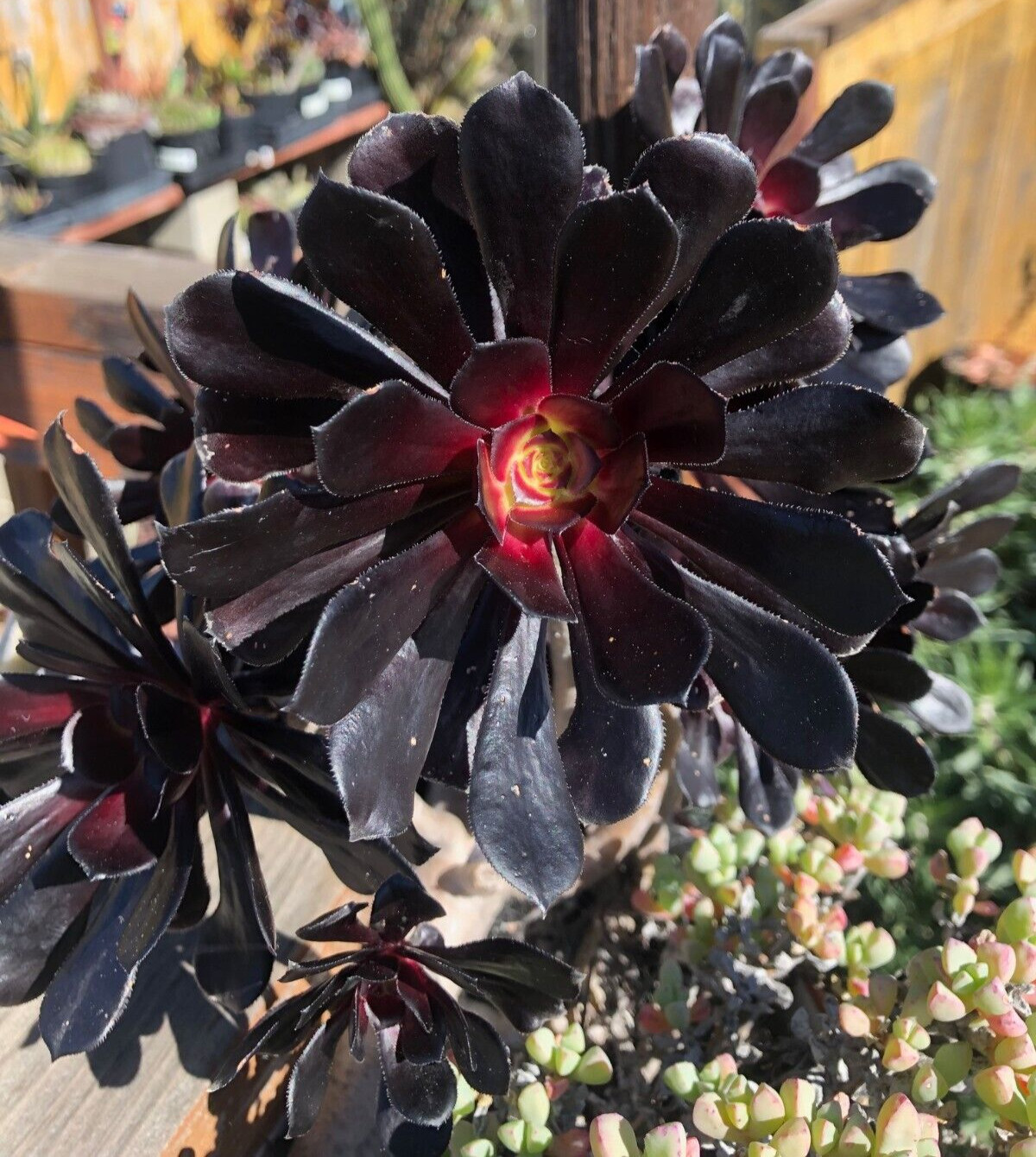 Aeonium ‘Black Rose’, 1 Cutting 3 – 4″