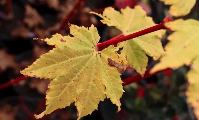 Acer circinatum ‘Pacific Fire’ #1 Container Size