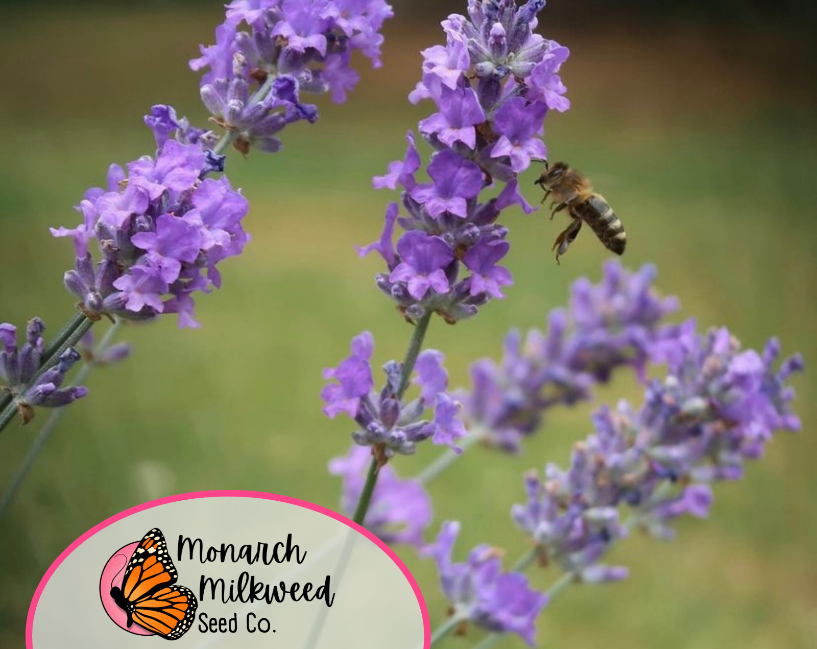 500+ English Lavender Herb Seeds | Heirloom, Non-GMO, Herb Gardening Seed Packet