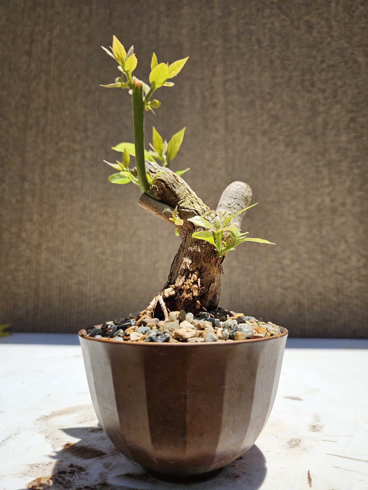 Bougainvillea Purple Bonsai Tree,,, SALE