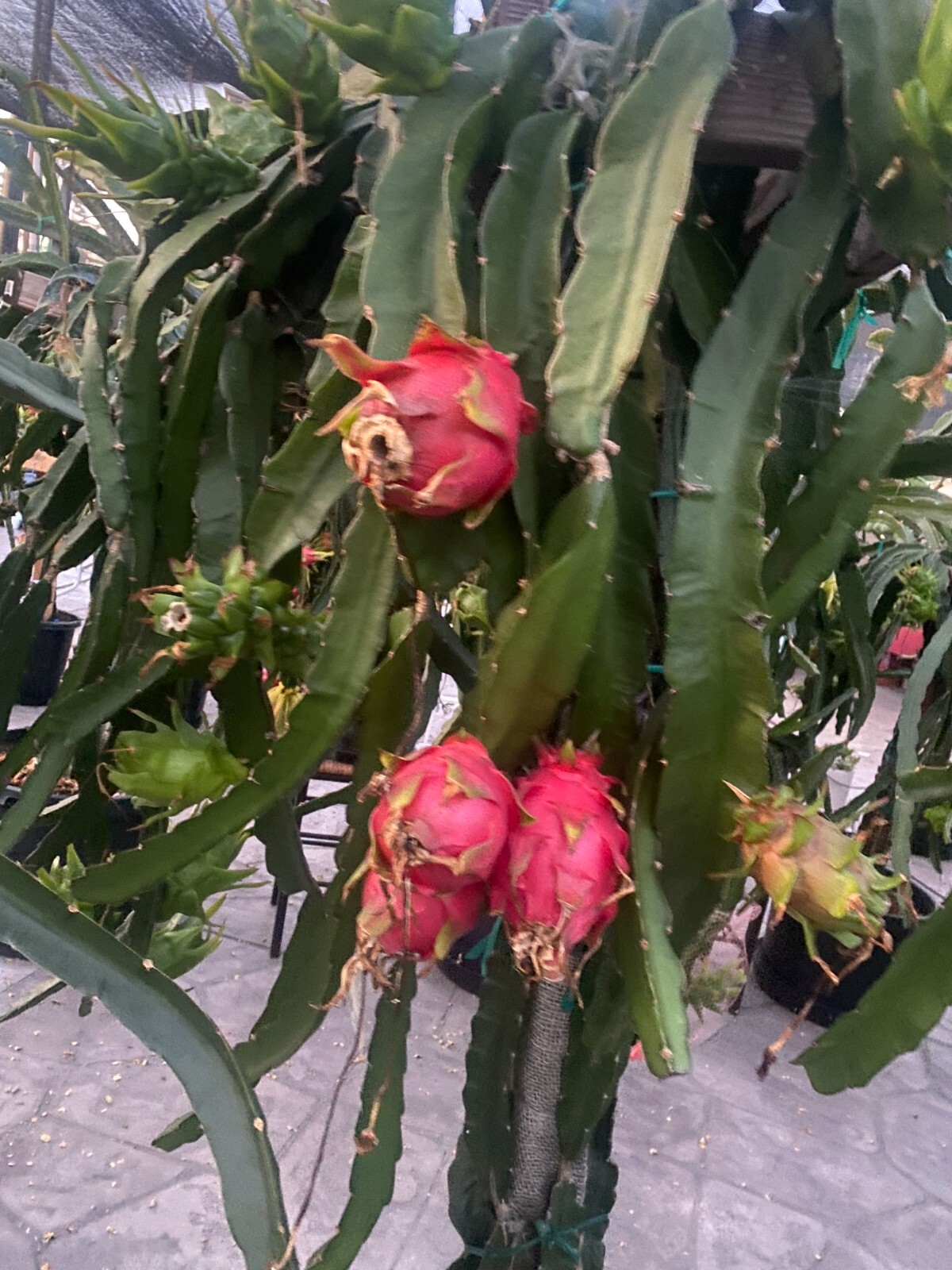 5 DRAGON FRUIT CUTTINGS – MULTIPLE VARIETIES for grafting 3-5 inches