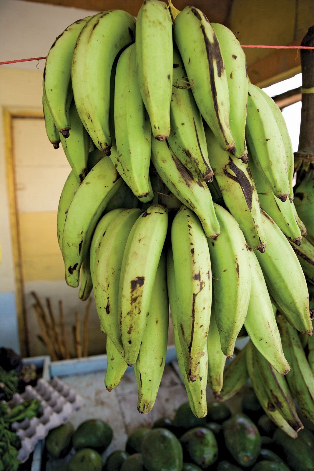 plantain tree From Puerto Rico 🇵🇷