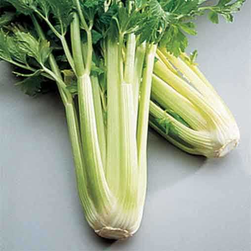 Golden Self Blanching Celery Seeds | Non-GMO | Vegetable Seeds | 1117