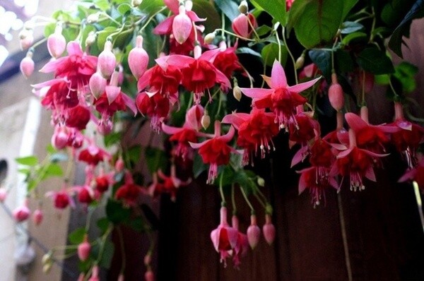 Unique Flowers
