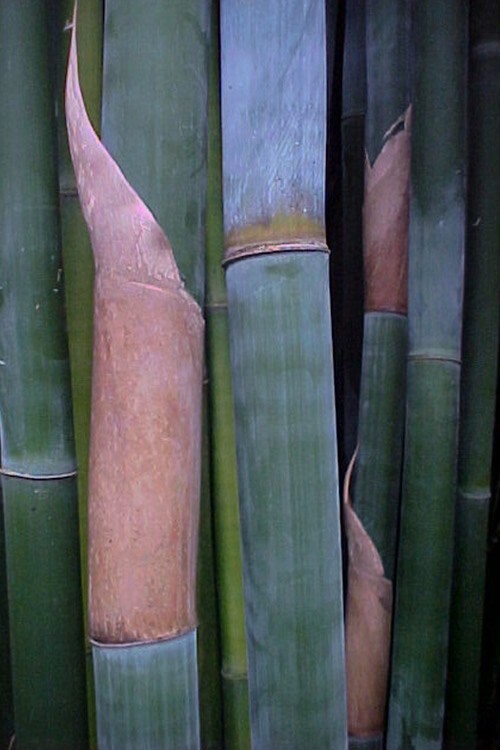 10 Starter Size Bambusa textilis ‘Kanapaha’–Wong Chuk/Royal/Giant Weavers Bamboo