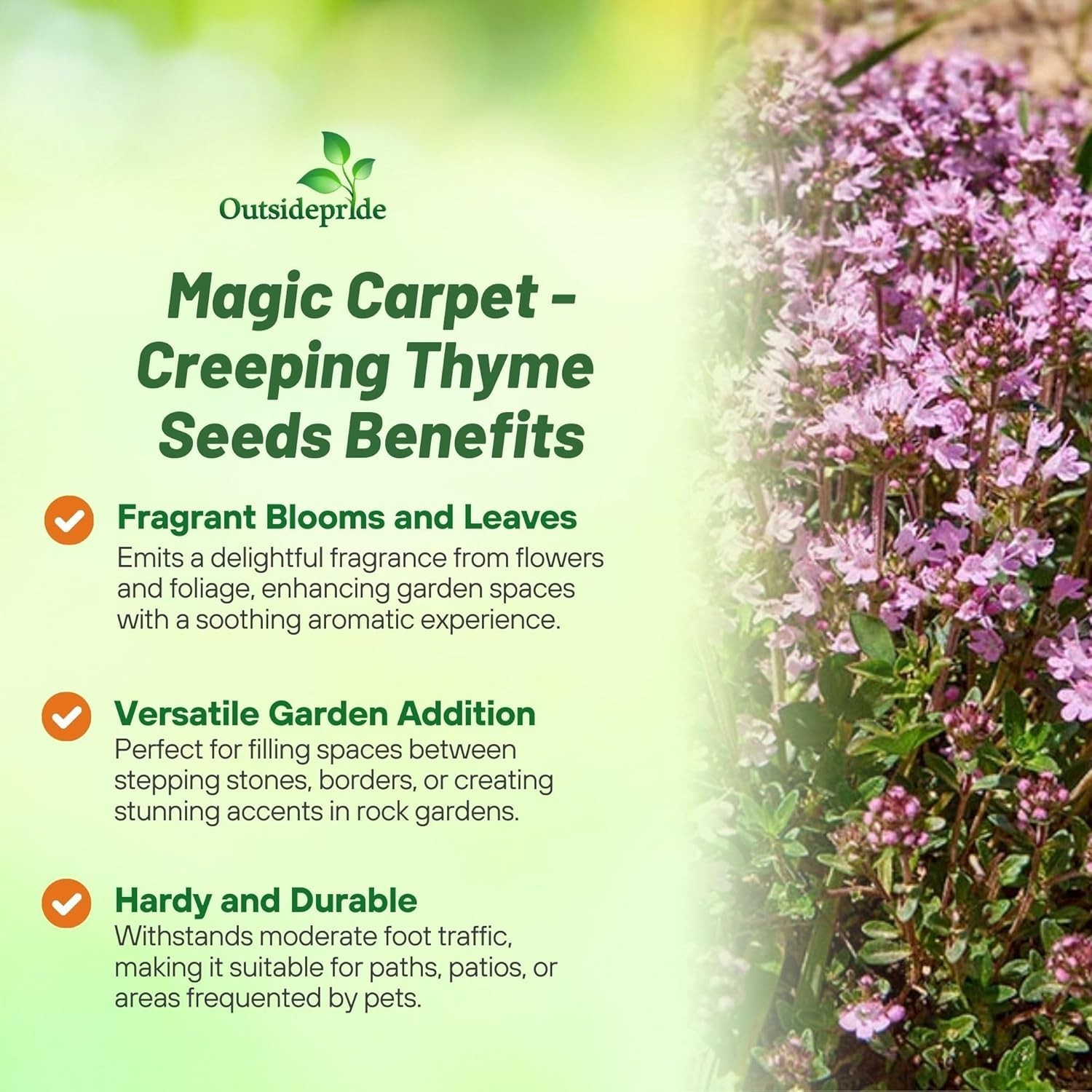 Magic Carpet Creeping Thyme Seeds – 500 PCS, Pink Flowers for Pollinator Gardens