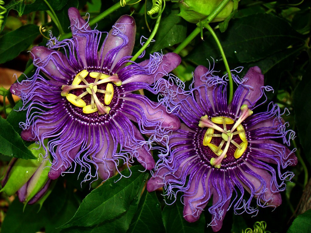 INCENSE~Passiflora Incarnata-Cincinnata~Starter Plant~Purple Flower Yellow Fruit