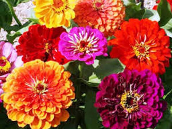 CALIFORNIA GIANT ZINNIA 100 SEEDS BEAUTIFUL BRIGHT CRISP COLORS