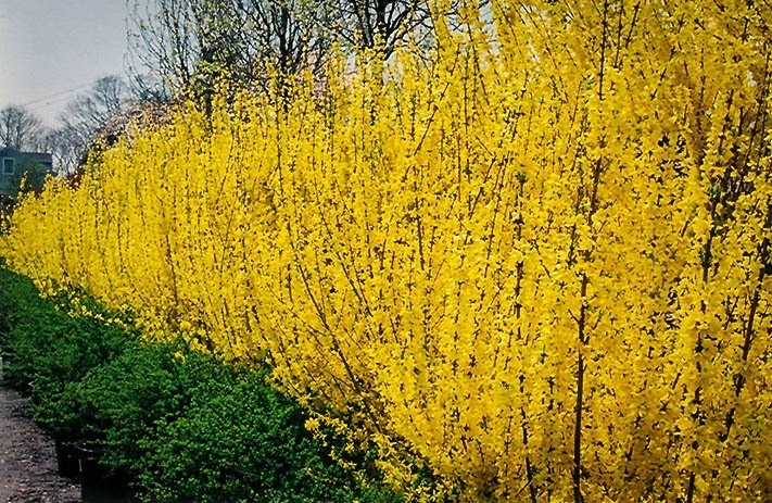 Forsythia Lynwood Gold-“Golden Bells” (Forsythia xintermedia ‘lynwood’) 4″ pot