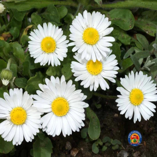 Single White English Daisy Seeds Bellis perennis Free Shipping!