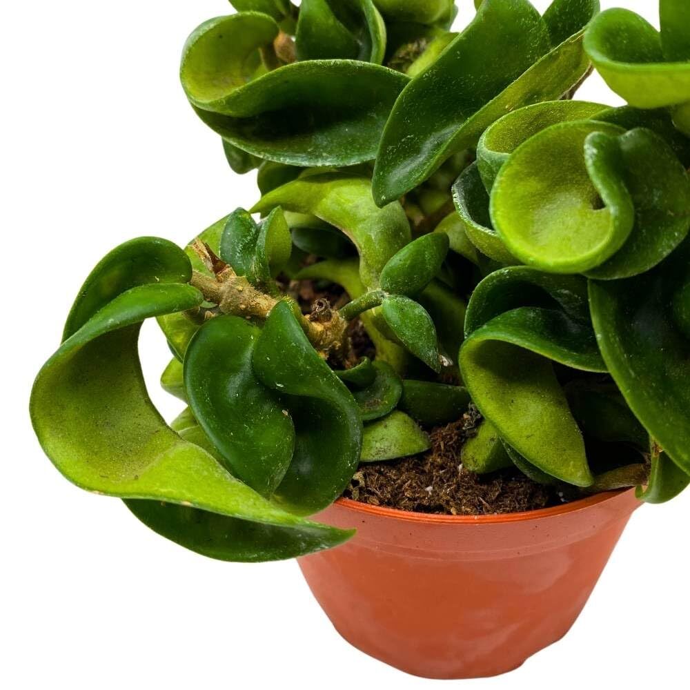 Hoya Hindu Rope, 4 inch Carnosa Compacta Krinkle Kurl Curly Wax Plant