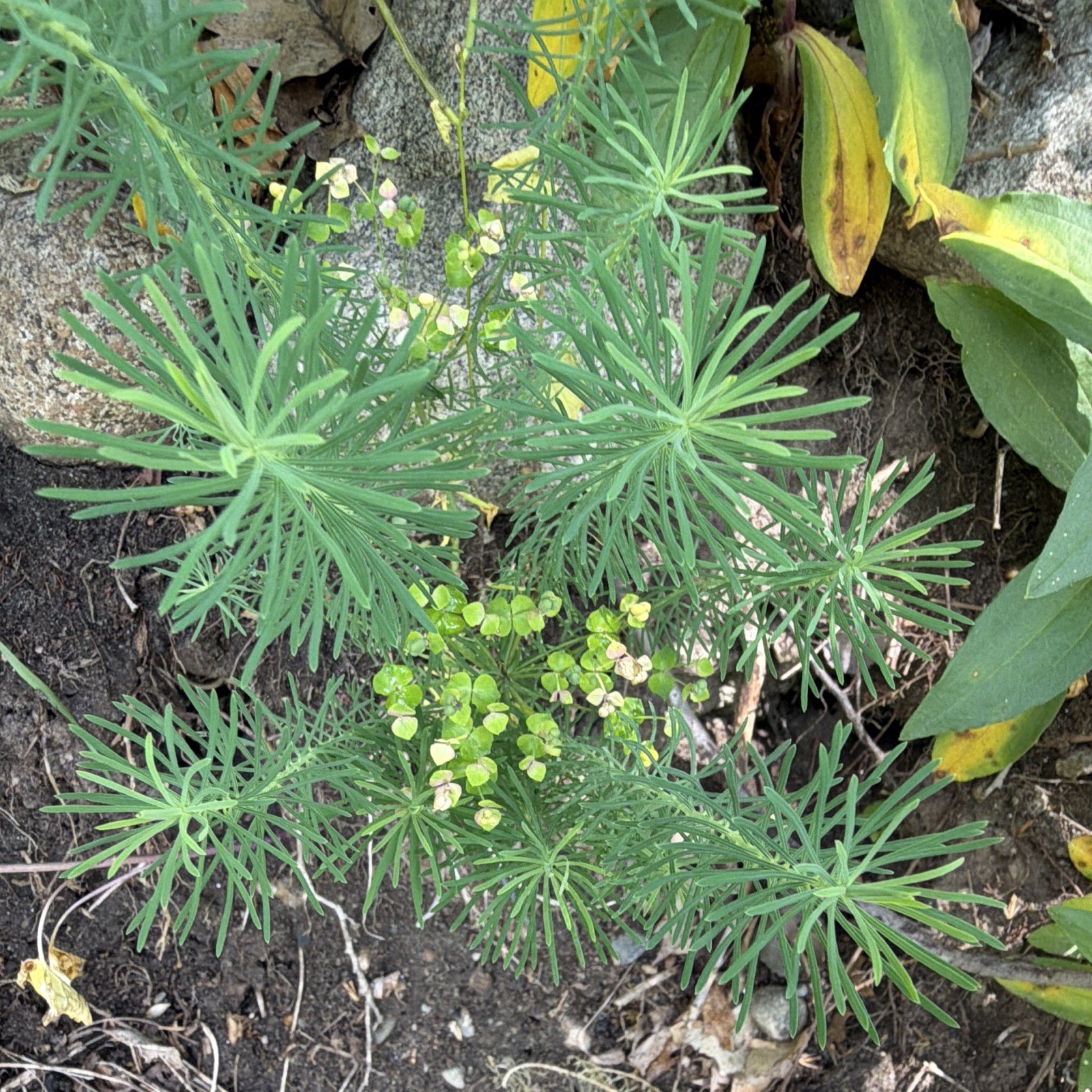 Euphorbia Live Plant Plug/Seedling – Outdoor Evergreen Narrowleaf Clumping 1