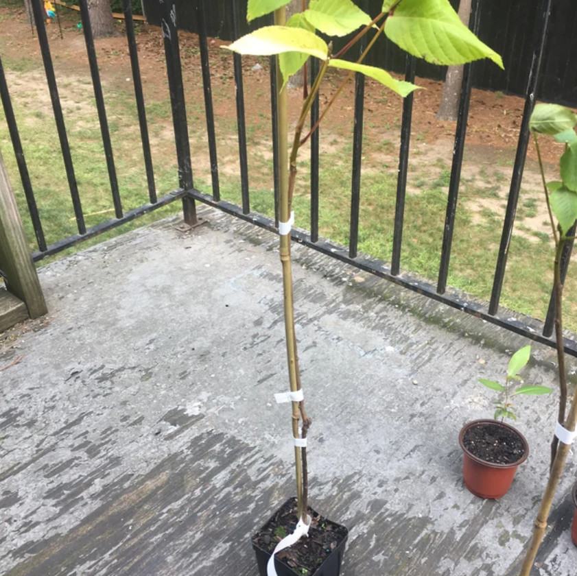 Black Walnut Tree – 12-18″ Tall Seedling – Live Plant – Juglans nigra