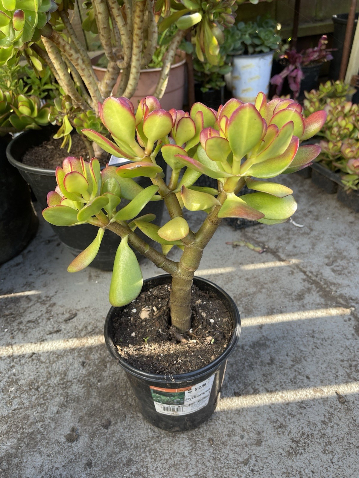 LARGE 1+ FOOT Rooted Jade / Money Plant Live Bonsai Tree Start