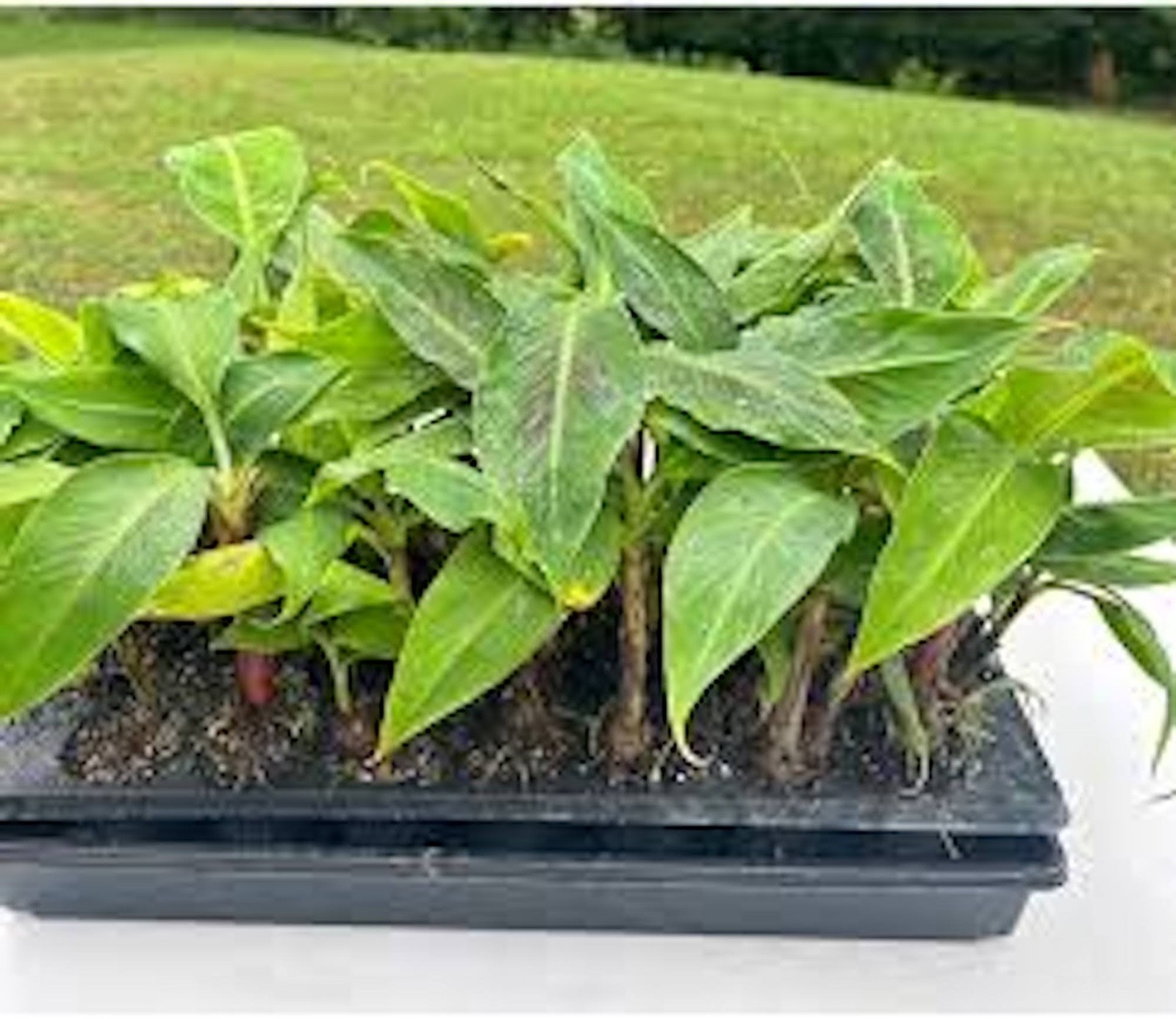 5 Dwarf Banana Tree Dwarf Cavendish Starter Plug Fruit Tree