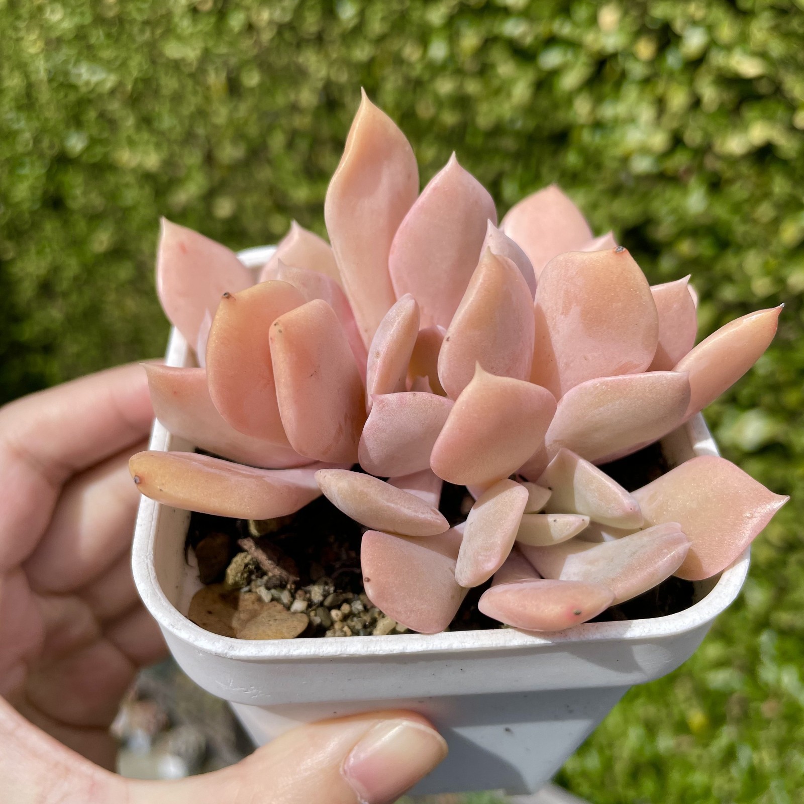 Rare Succulent Echeveria Misty Lilac 5-Head 3 Inches Pink Rooted Live Plant
