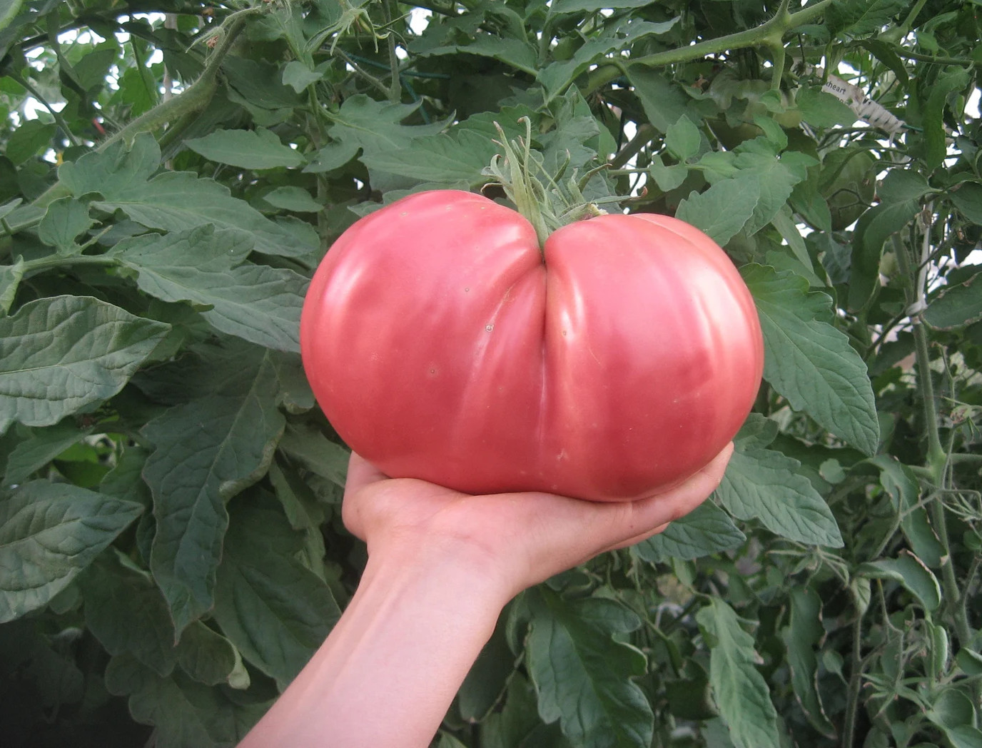 240+ German Giant Tomato Seeds – Non-GMO – Heirloom – Organic — HUGE —FRESH