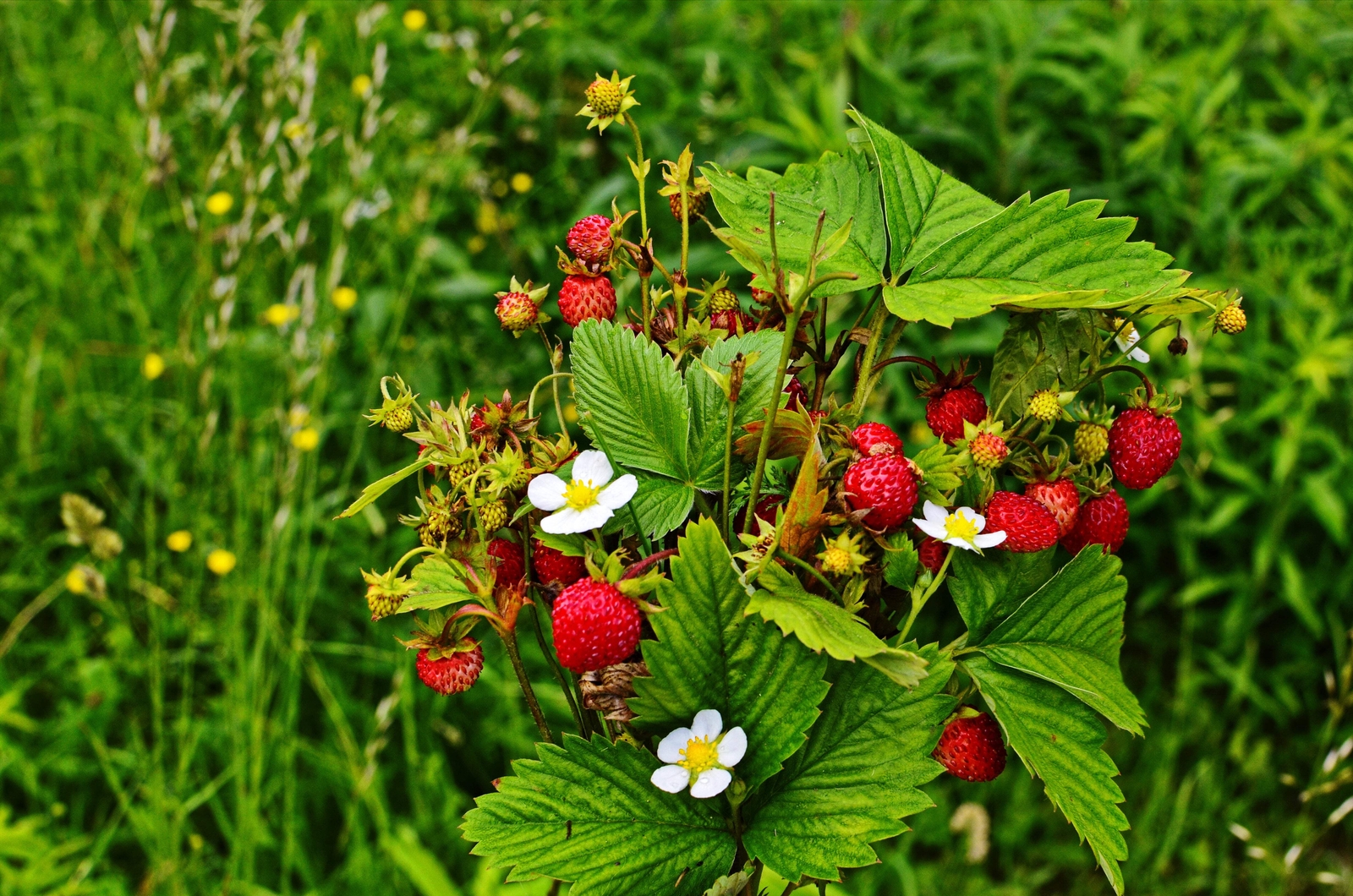 100 ALPINE STRAWBERRY Fragaria Vesca Red Fruit White Flower Seeds *Flat S/H