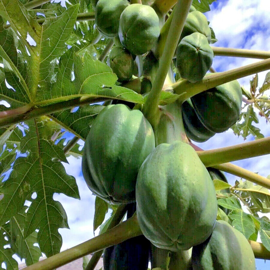 20 “DWARF SOLO WAIMANALO TREE SEEDS” (Carica Papaya) Fast Fruit Houseplant