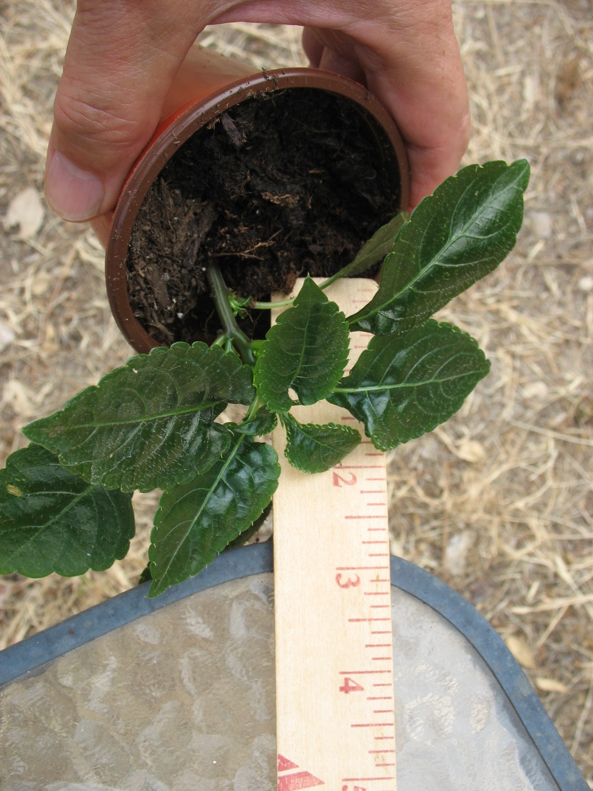 Impatiens Niamniamensis (African Queen ) starter plant 3.5″ pot #4
