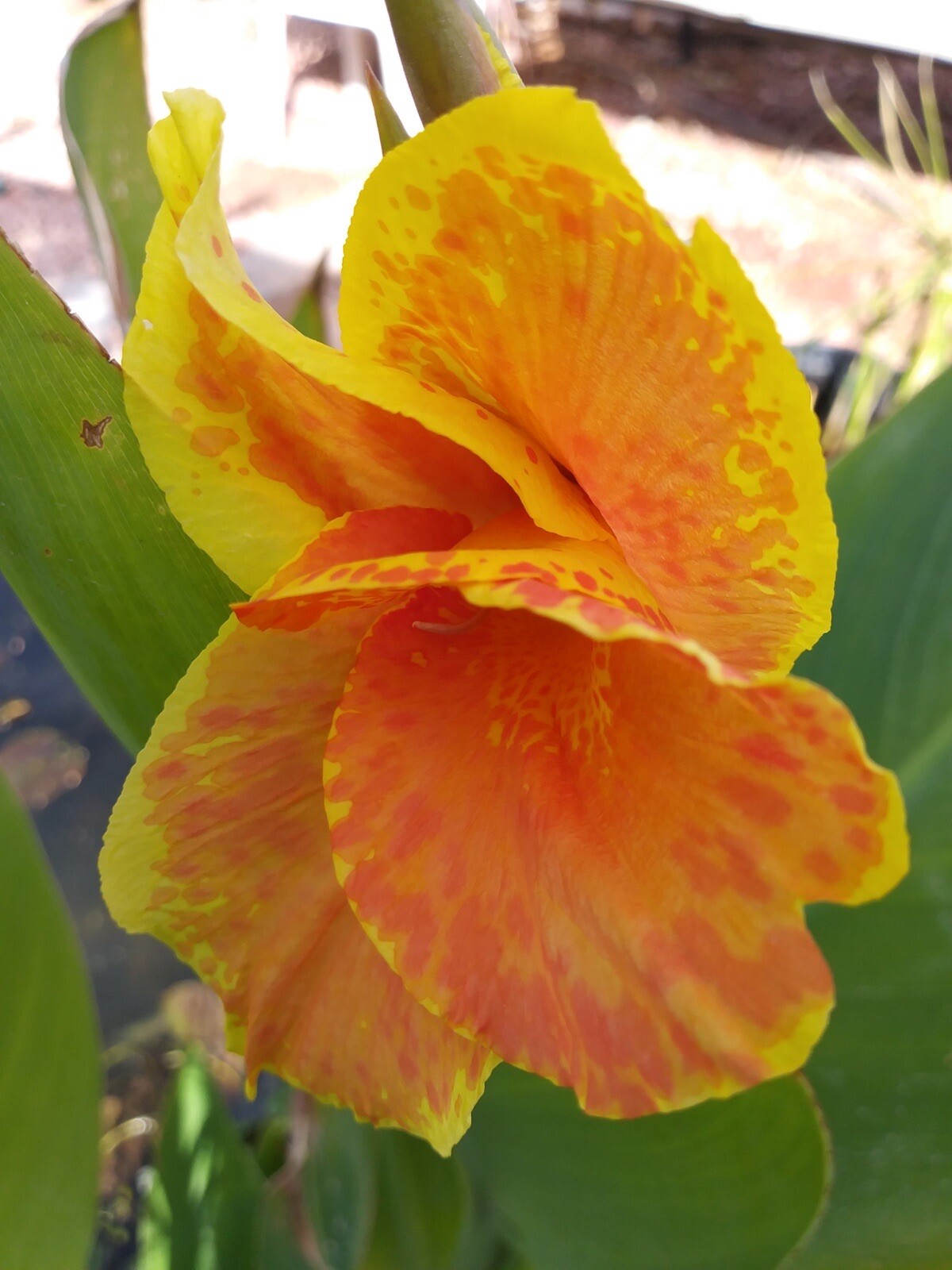 Striped Beauty Yellow Canna Lily & King Humbert Canna Pond Plant Bog Marginal