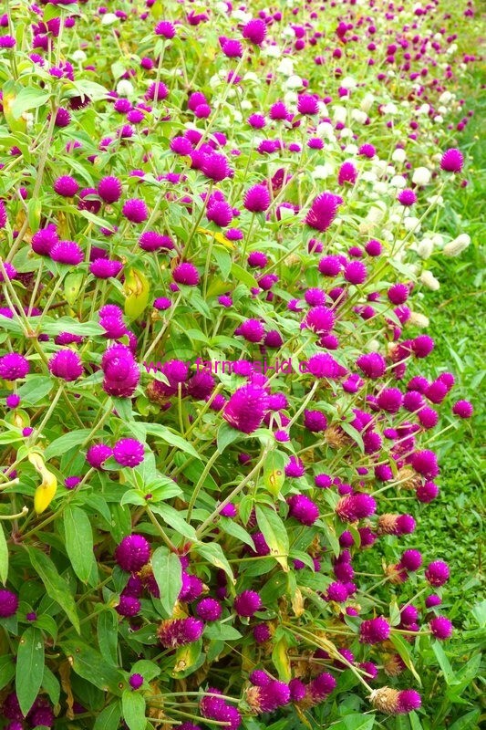 PURPLE GLOBE AMARANTH/EASY TO GROW FLOWER FRESH 50SEEDS