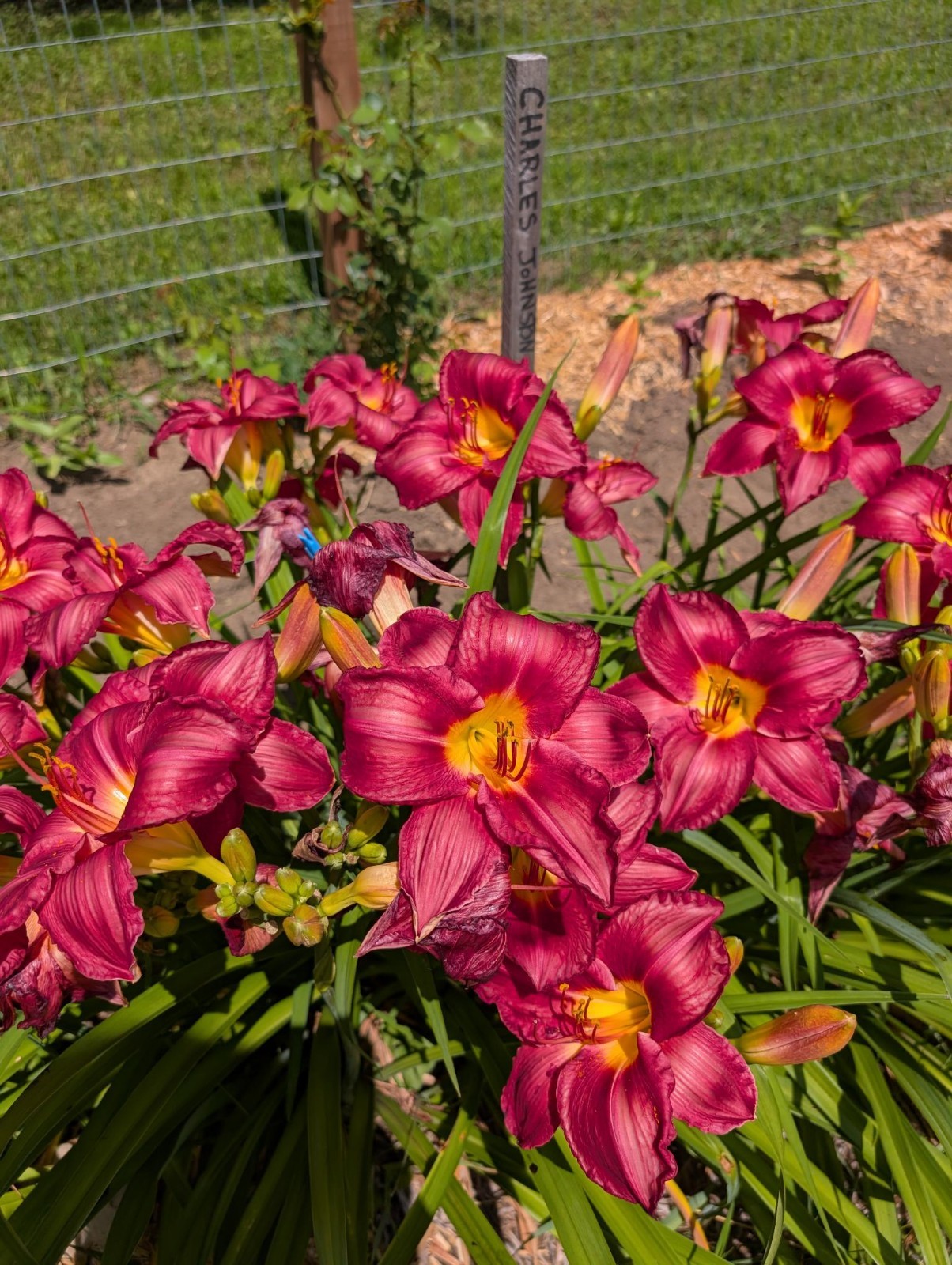 DAYLILY CHARLES JOHNSTON Cherry red with green throat – 2 Fans