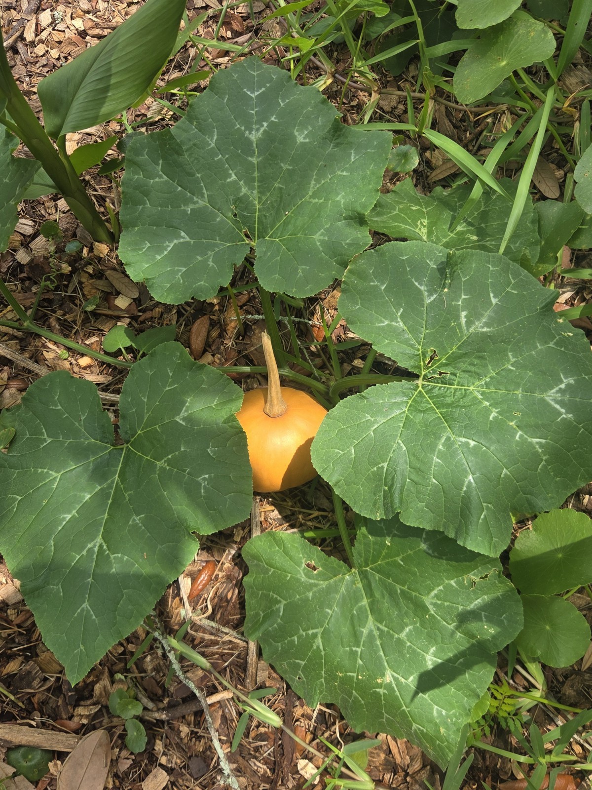 Seminole Pumpkin Seeds ORGANIC Heirloom Self Sufficient Survival Garden Florida