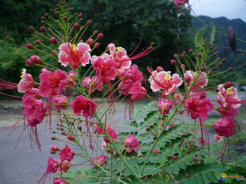 10 seeds Pink Caesalpinia Pulcherrima PRIDE OF BARBADOS MEXICAN BIRD OF PARADISE