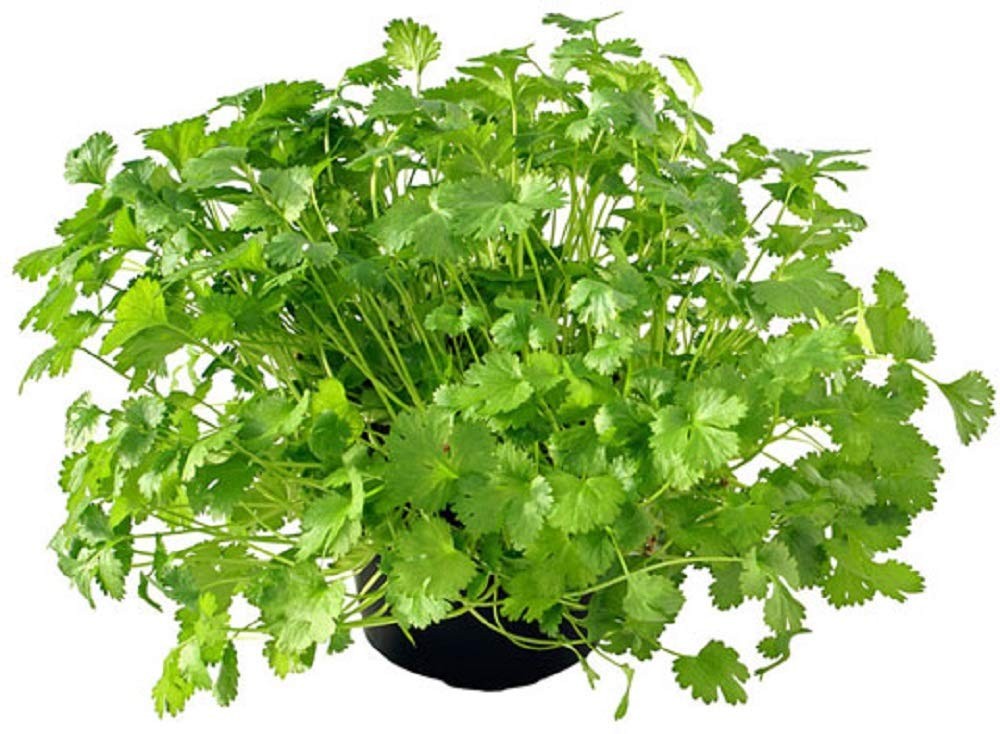 Cilantro Seed, Sprouting Seeds, Microgreen, Sprouting, 10 Lbs, Non GMO – Country