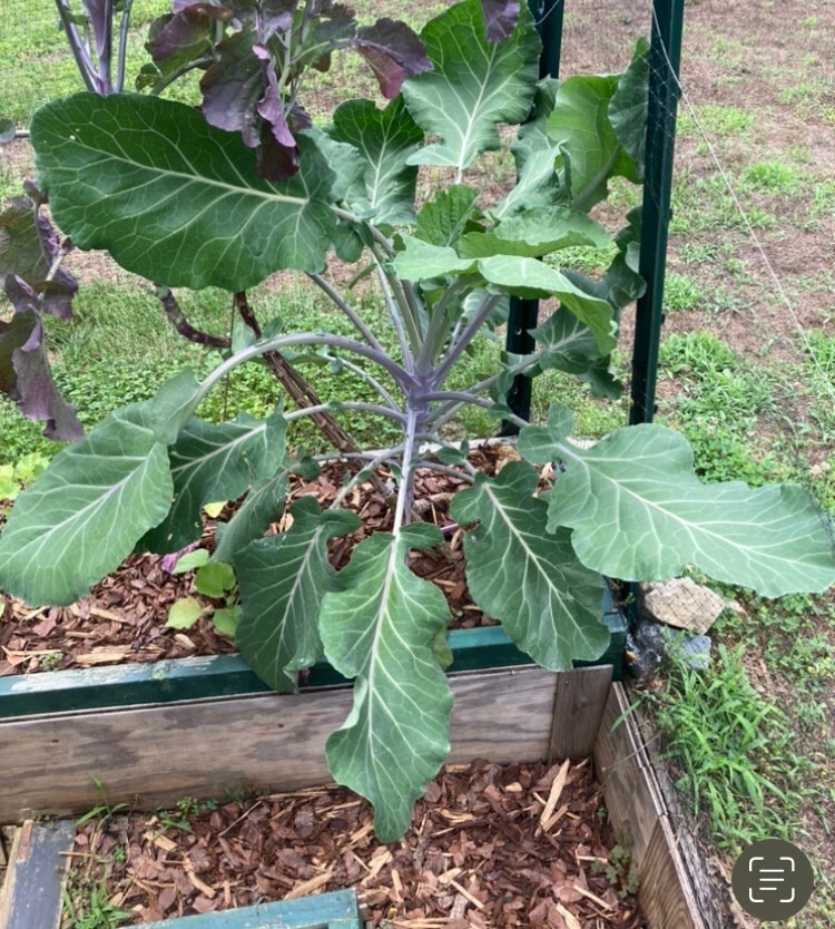 COLLARD GREEN (AFRICAN TREE COLLARD HYBRID-LONGHEAD) 100 SEEDS -6 FOOT PLANTS!!
