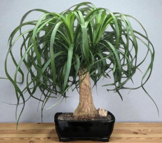 Ponytail Palm Bonsai Tree 15″H Indoor Beaucamea Recurvata Live Office Desk Decor