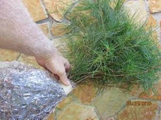 Eastern White Pine Tree Seedlings /Transplants 18″-24″; lot of 5 each;