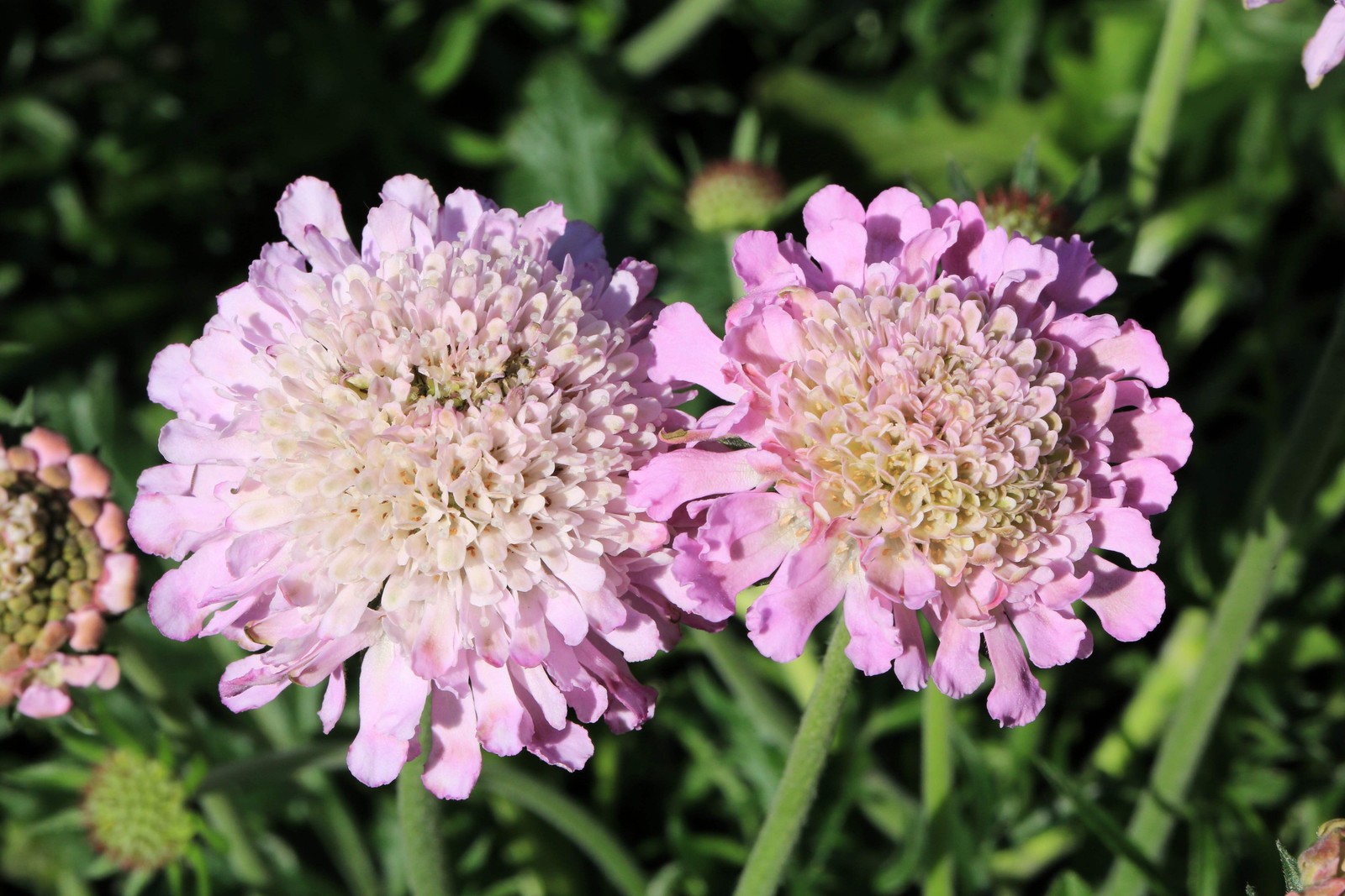 50 FINEST MIXED Colors SCABIOSA Atropurpurea Pin Cushion Flower Seeds