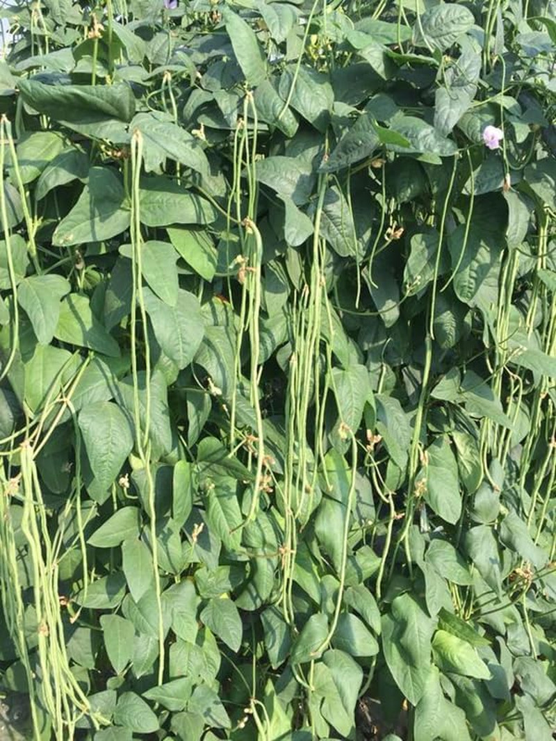 25+ Mixed Yard Long Bean Seeds Green or Purple Red Asian Chinese Long Bean Veget
