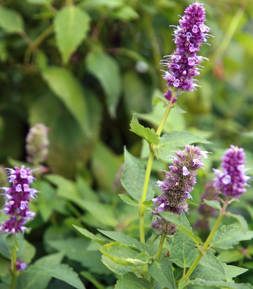 2000 AGASTACHE FOENICULUM Seeds (Anise Hyssop) | NON-GMO | Free shipping