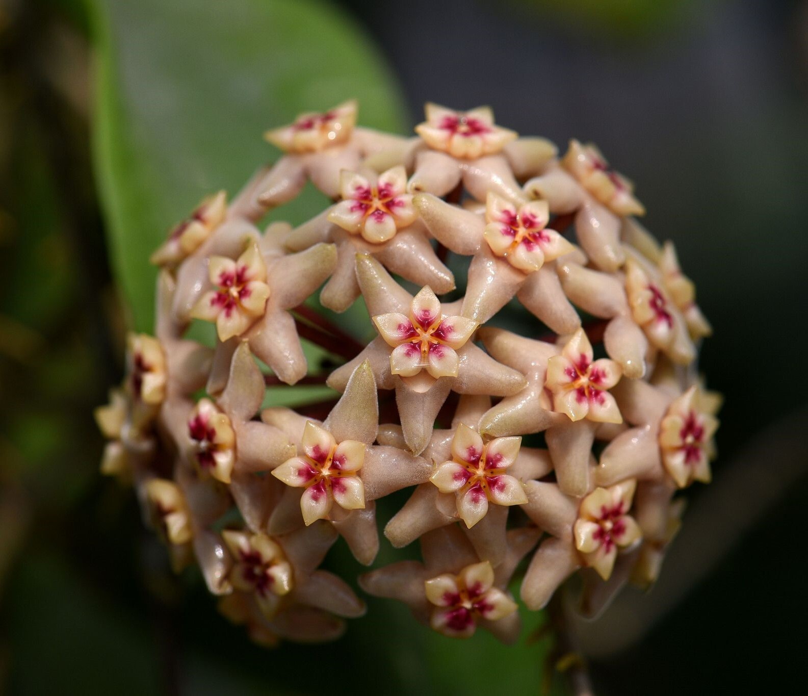 Hoya Limoniaca RARE! Exact Plant! Rooted – Grown In 3.5″ pot – Very Healthy