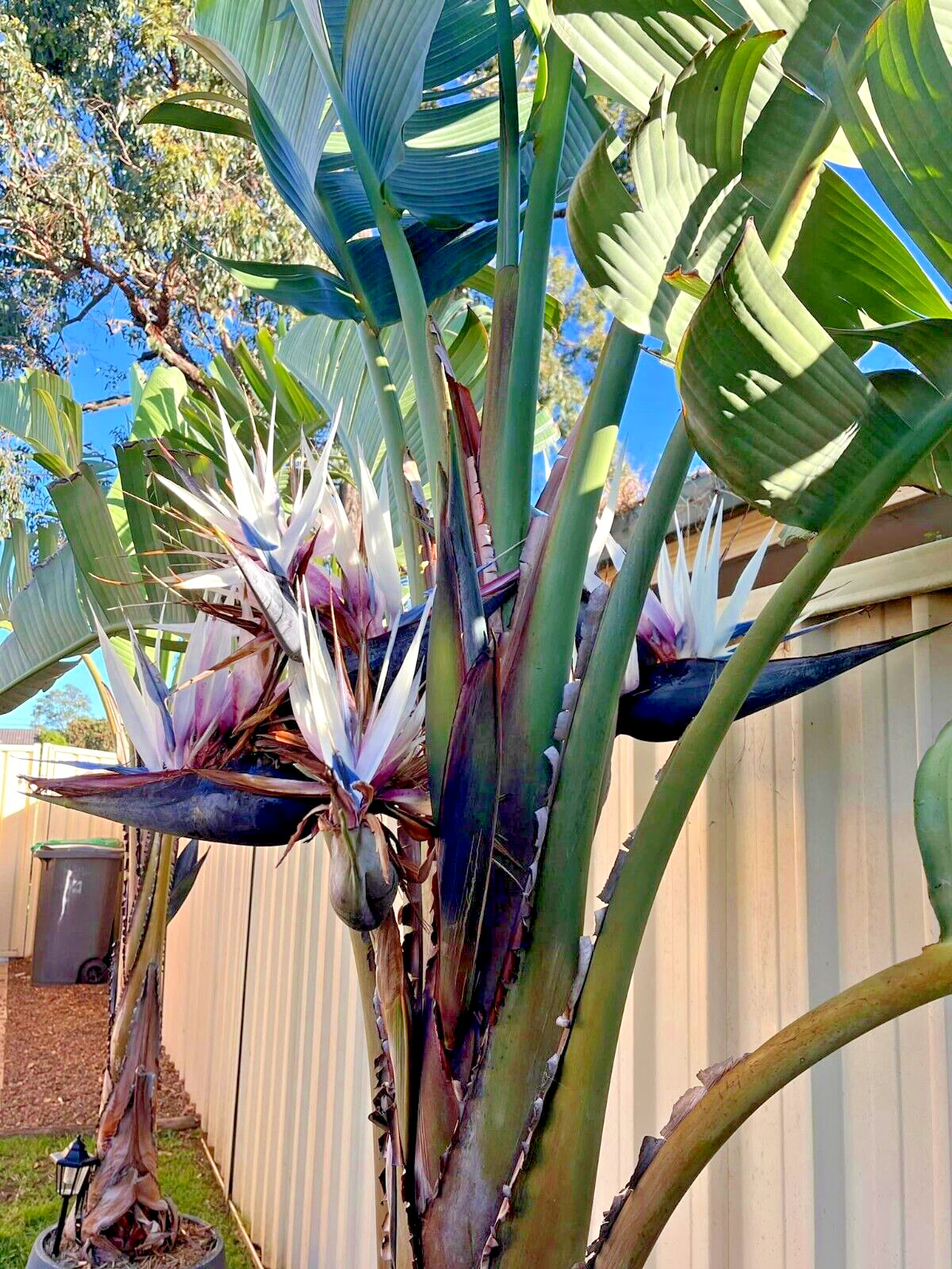 GIANT WHITE BIRD of PARADISE SEEDS (Strelitzia nicolai) Tropical Flower Plant