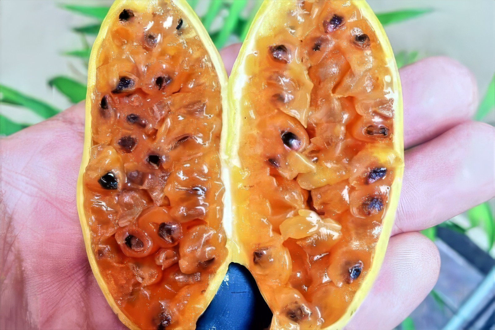10 BANANA PASSIONFRUIT SEEDS (Passiflora Mollissima) Fast Flower Vine Plant RARE