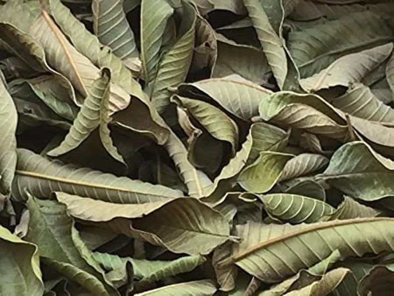 75 Organic GUAva Leaves from our Calif Farm. Hojas de Guayaba