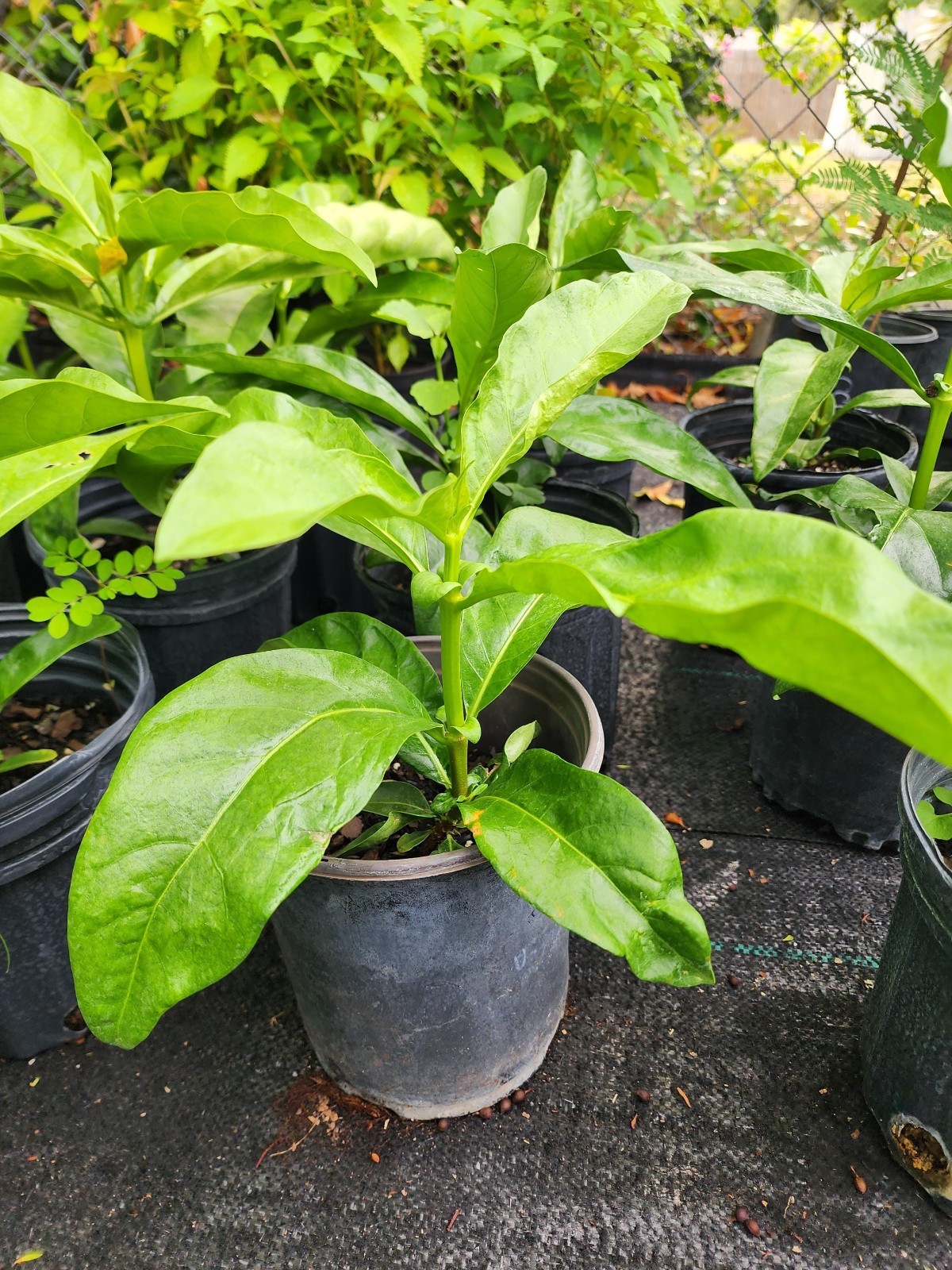 Live Noni Tree Starter Plant Edible Tropical Fruit Easy to Grow