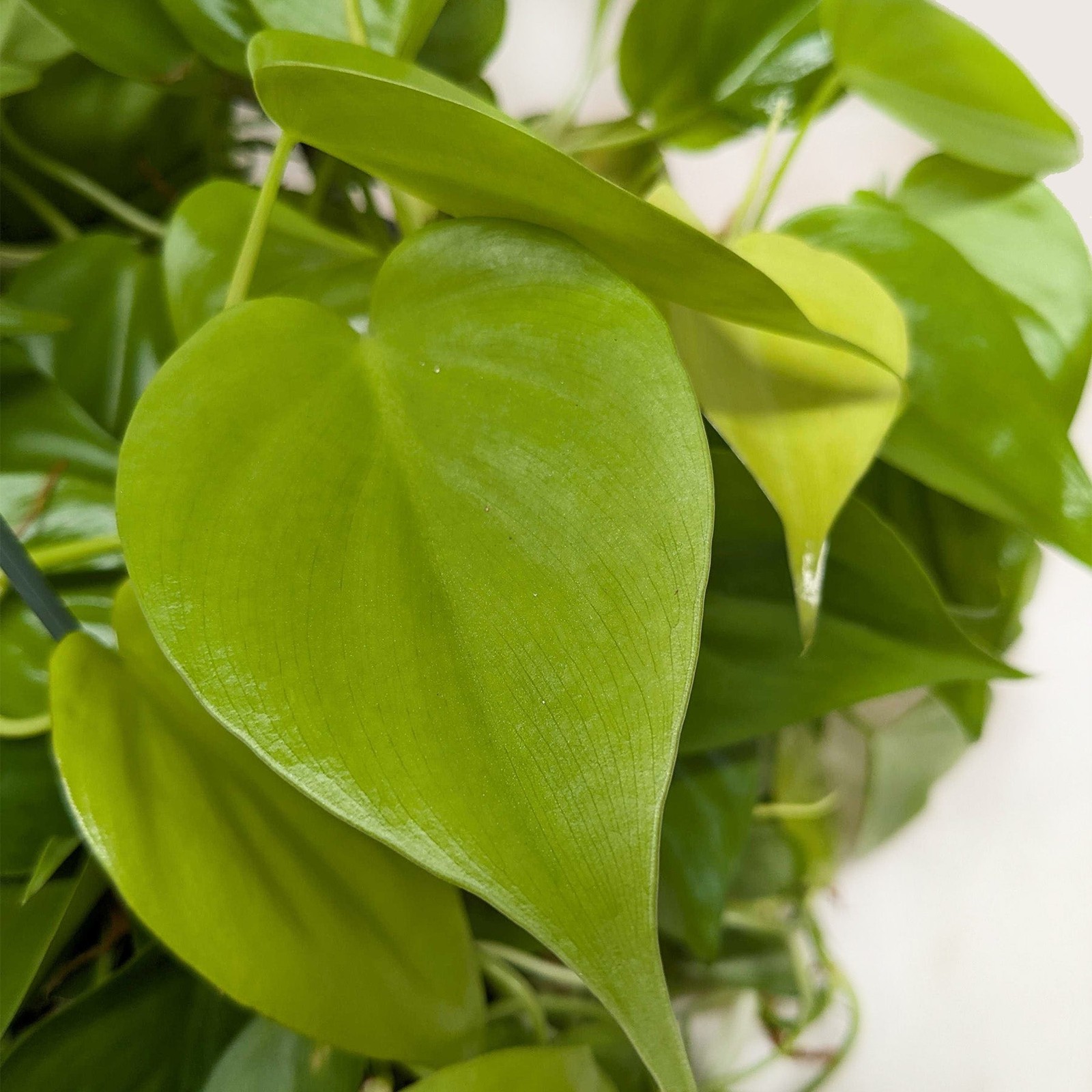 Philodendron ‘Neon’