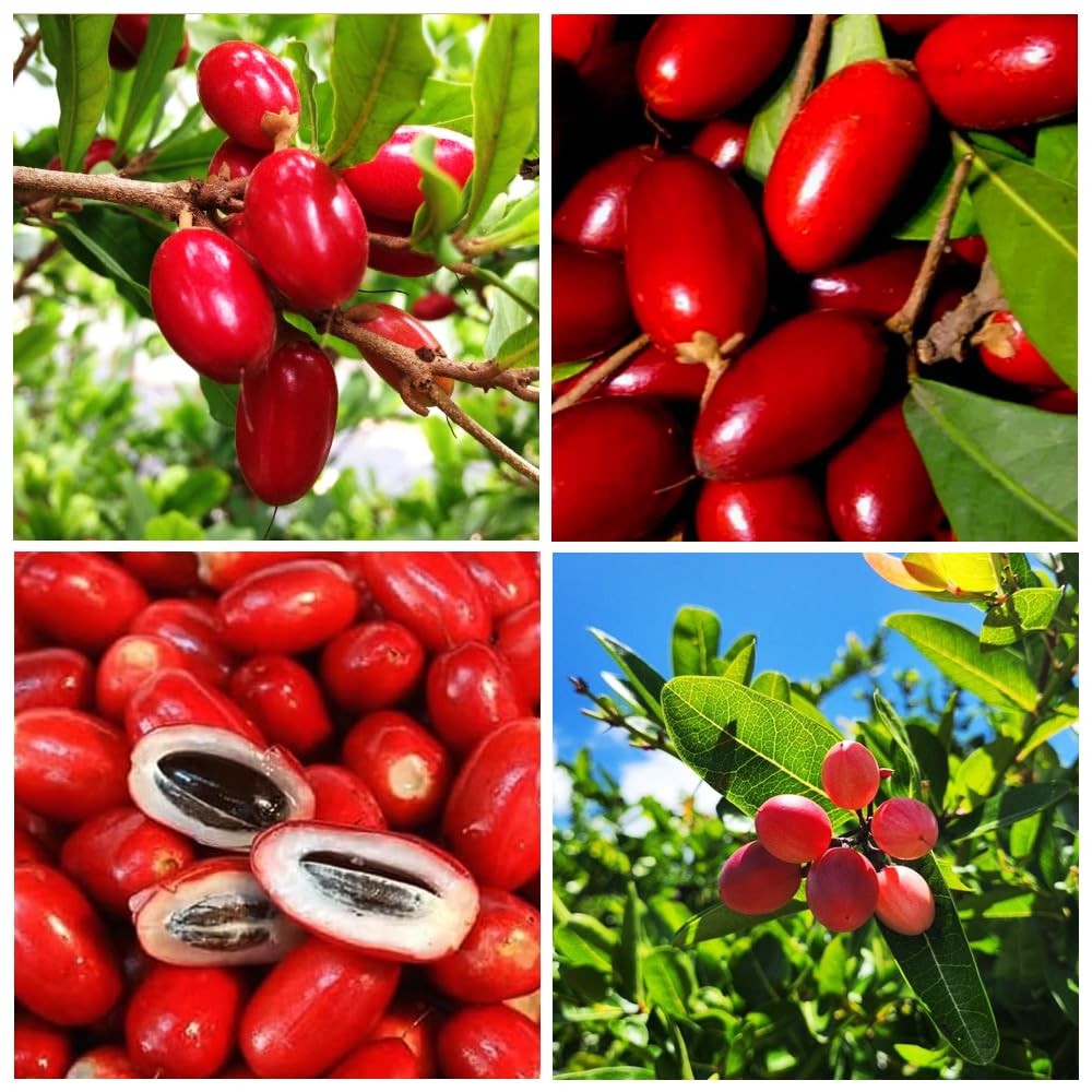 35+Tropical Miracle Berry Fruit Seed for Planting Outdoor-Edible Berries Red