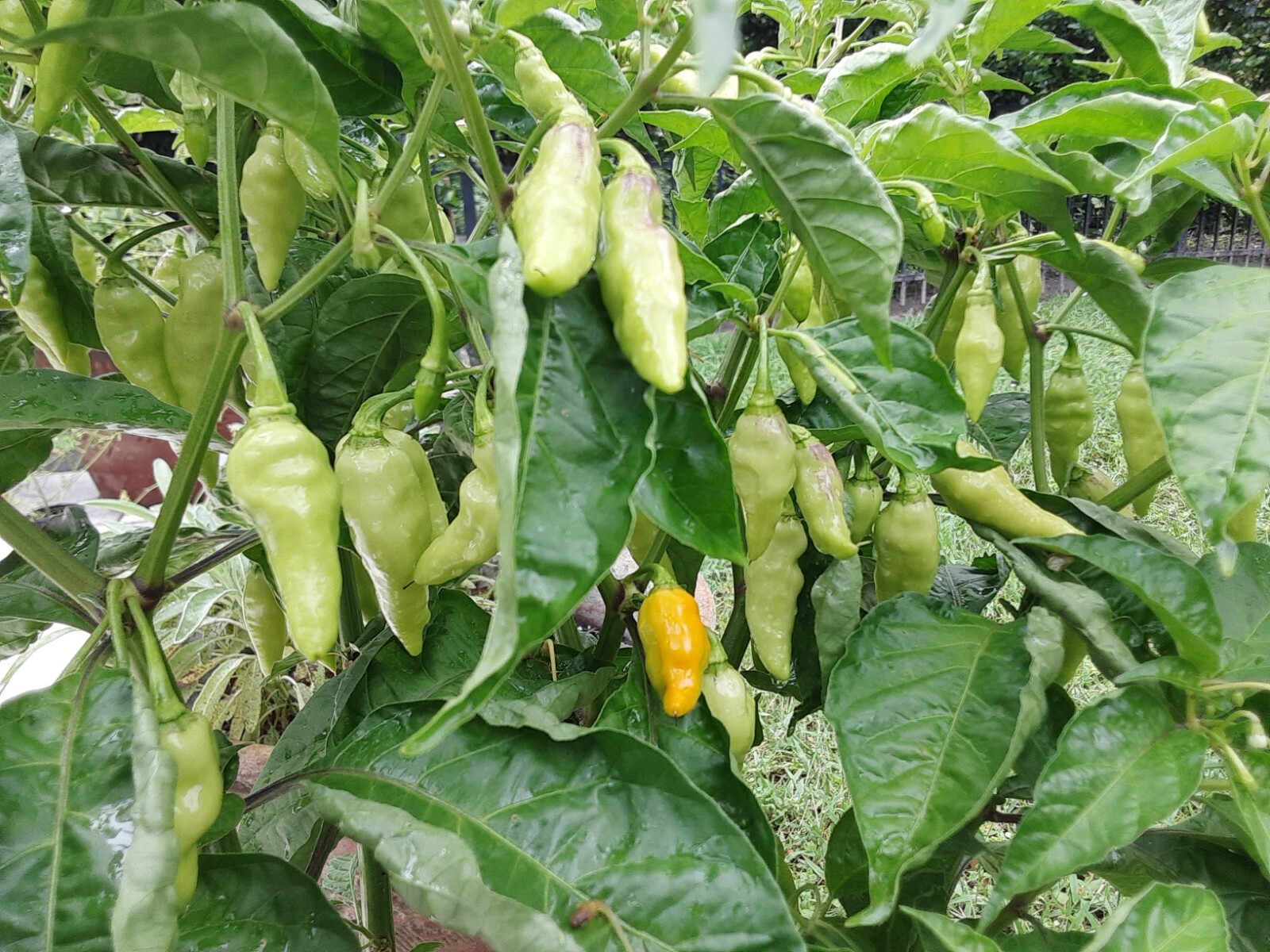35+ Datil Hot Pepper Seeds – Florida Grown – Fresh seeds for planting June 2025