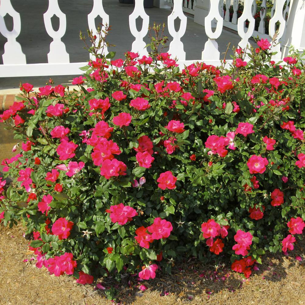 2 Gal. Rose Pink Crush with Pink Flowers