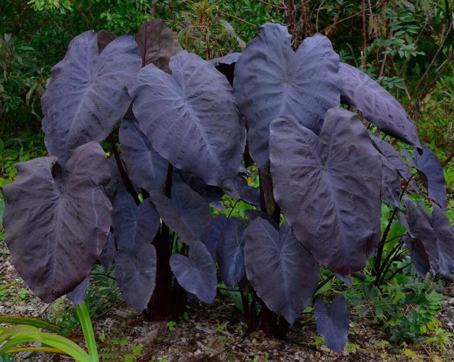 Black Ruffle Colocasia Plant – 5-10″ Tall – Dark Elephant Ear Tropical Plant