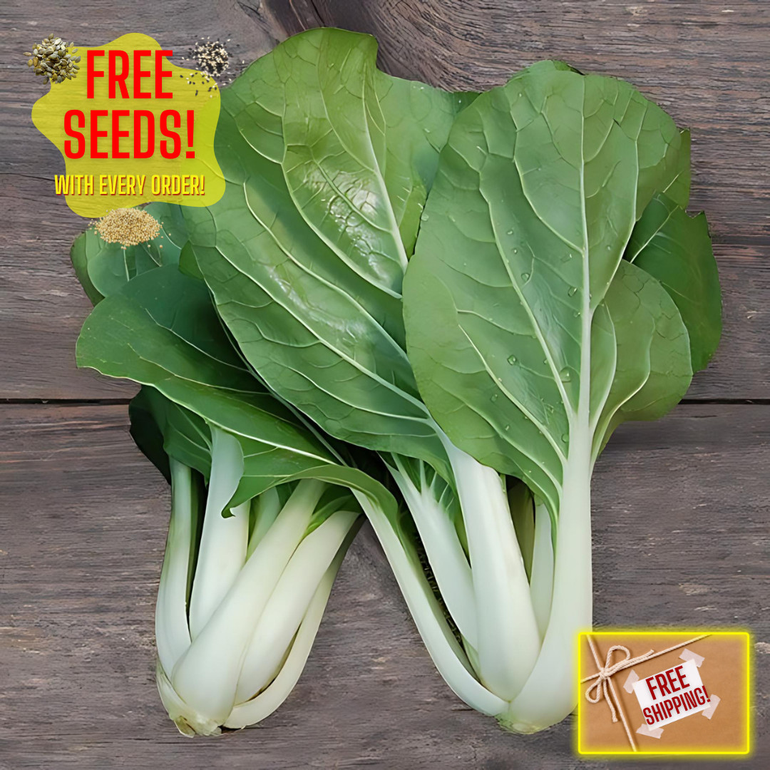 Fresh Tall White Stem Pak Choi Seeds | Heirloom Non-GMO | Asian Vegetable Seeds