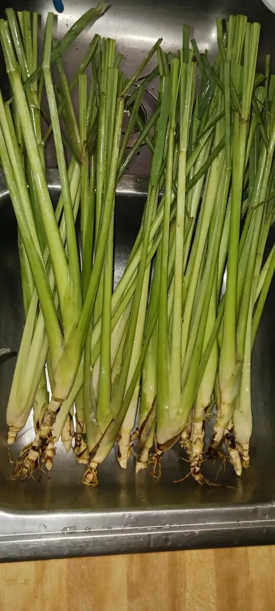 8 Organic Lemongrass Stalks Rooted Ready to Plant/Use For Cooking