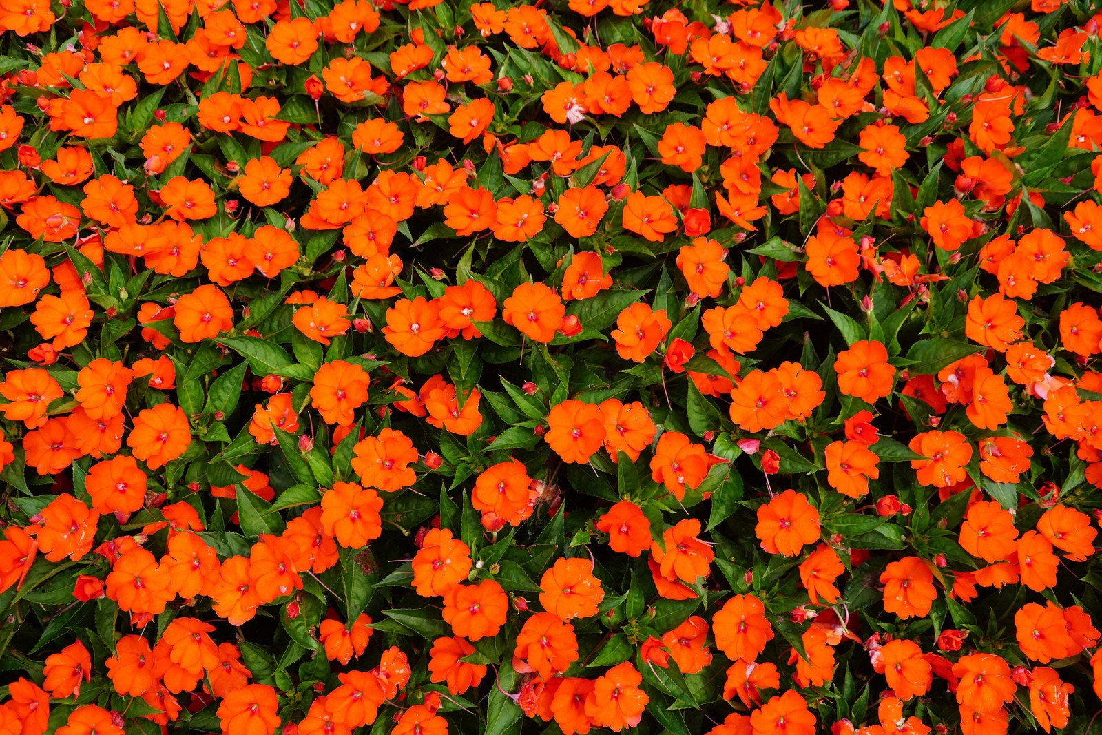 50 DWARF ORANGE IMPATIENS Walleriana Sun or Full Shade Flower Seeds *Flat Ship